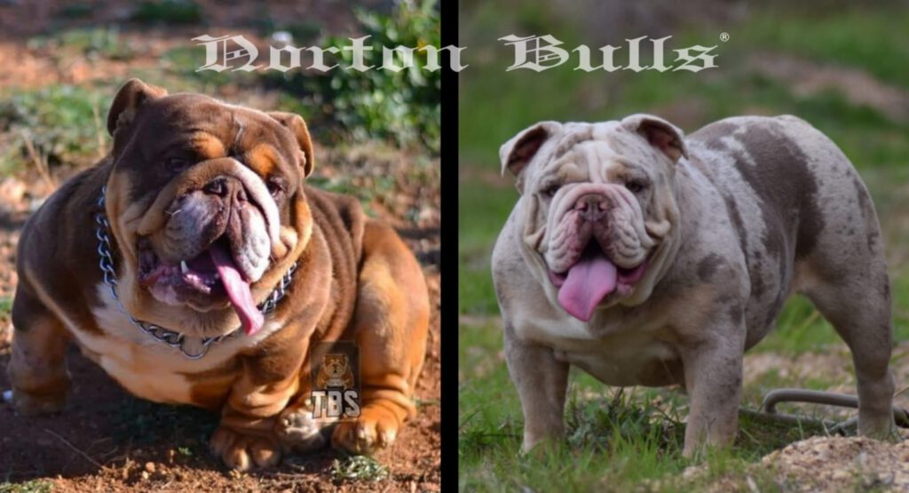 Bulldog Ingles Exótico características, Norton Bulls