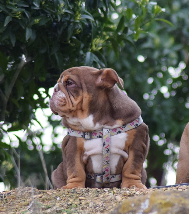 cachorro hembra bulldog ingles exotico chocolate tricolor, disponible, cachorra de 6 meses