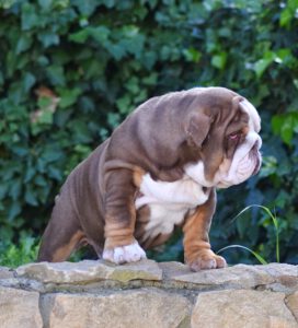 bulldog ingles colores