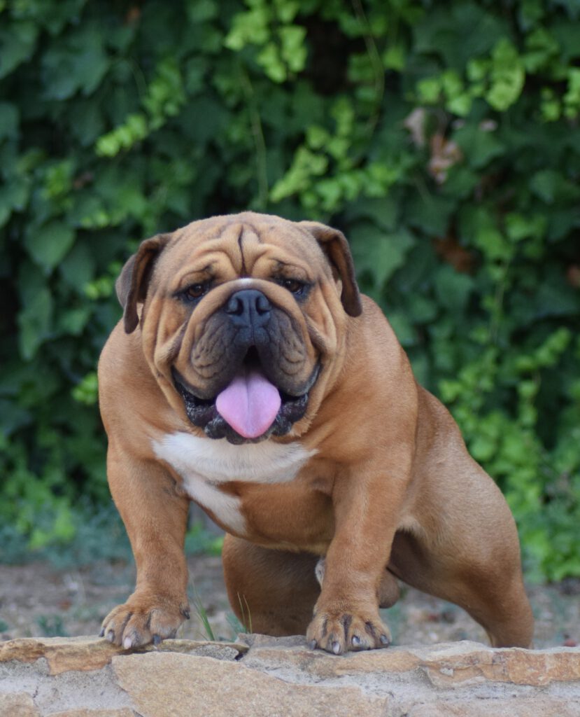 El New English Bulldog, selección y cría en España