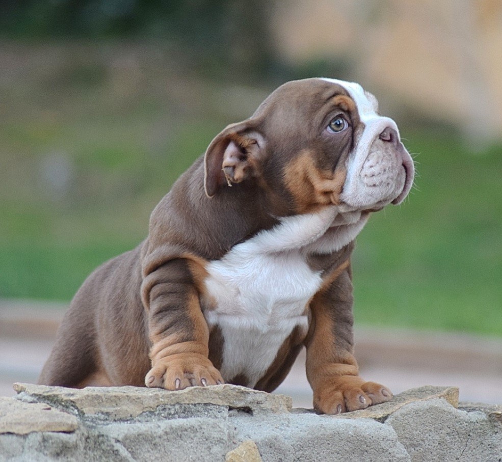 bulldog ingles exotico , cachorros bulldog ingles exoticos españa