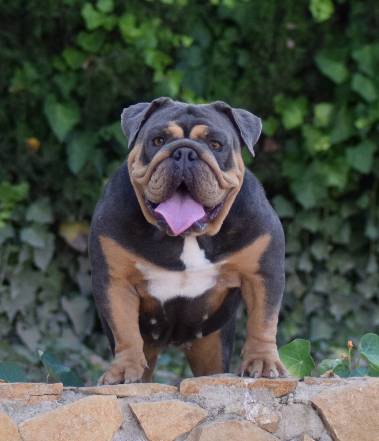Bulldog Ingles Exótico características, Norton Bulls