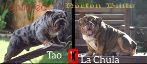 cachorros bulldog ingles exotico
