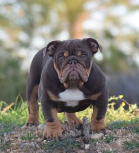 hembra new english bulldog