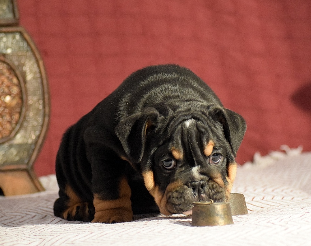 Bulldog Ingles Negro, buscas un bulldog ingles exótico.Lo tenemos