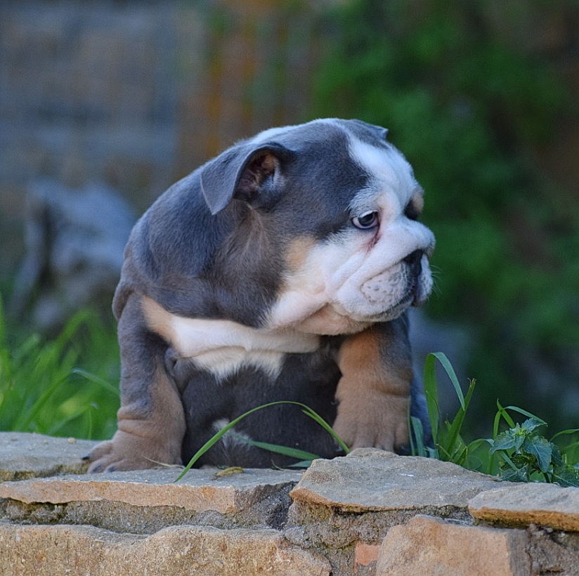 Bulldog blue tricolor