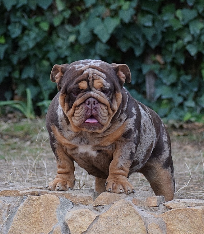 exotic bulldog chocolate merle