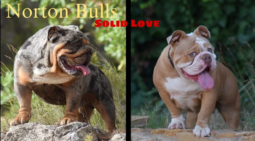 bulldog cachorros disponibles