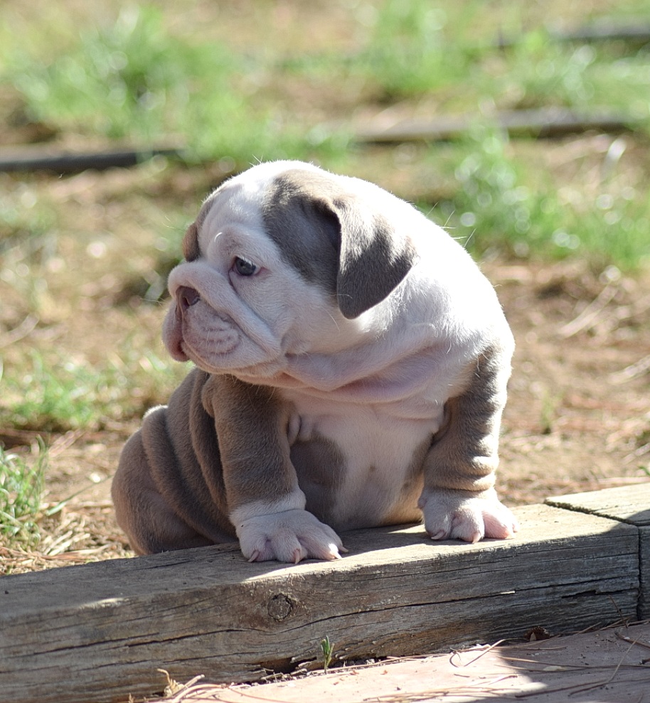 cachorro bulldog