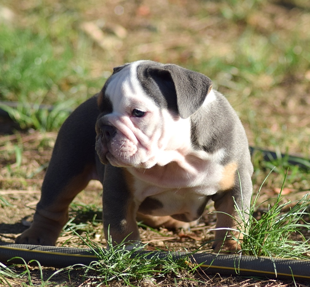 new english bulldog cachorro