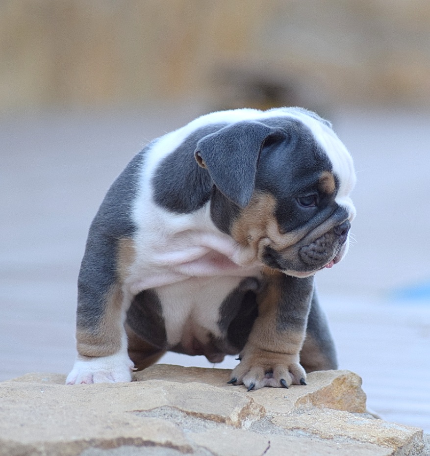 blue tricolor bulldog