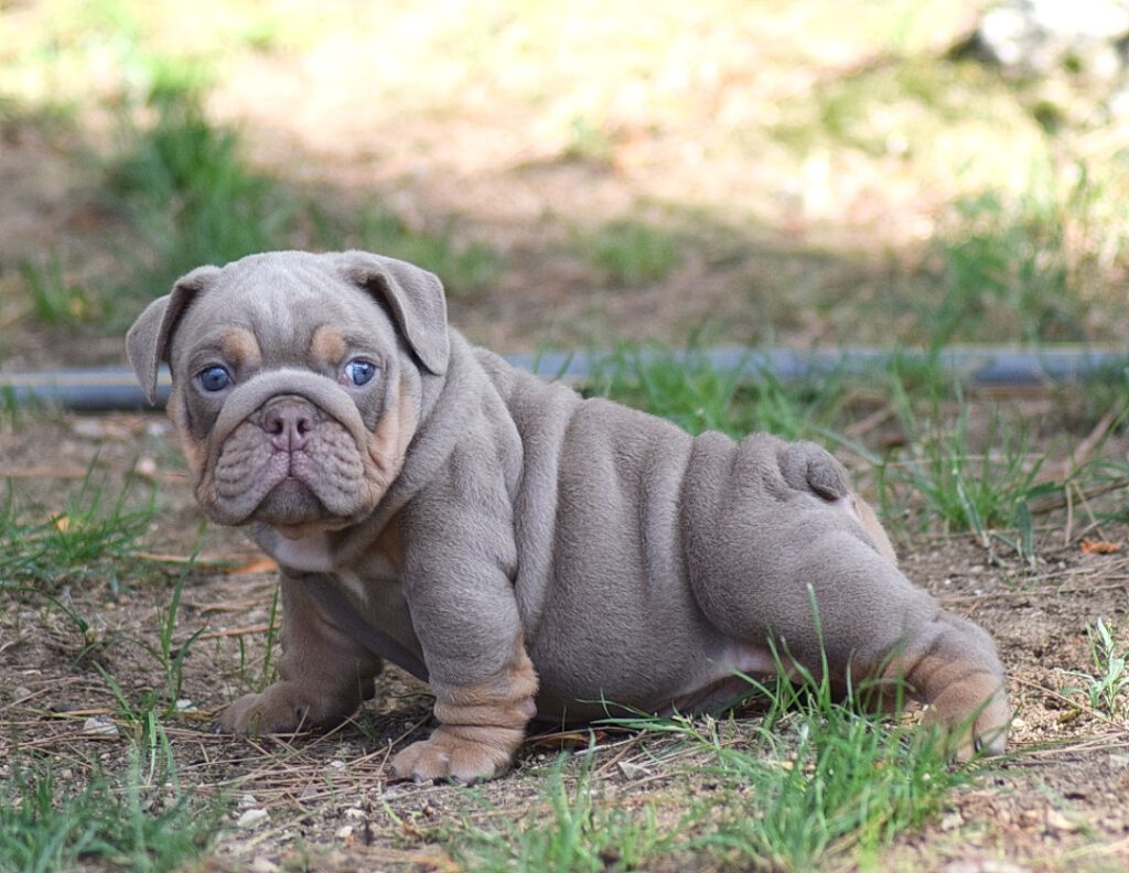 exotic bulldog