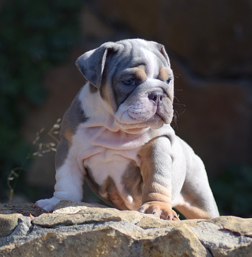 bulldog exotico merle