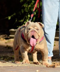 bulldog lilac tricolor