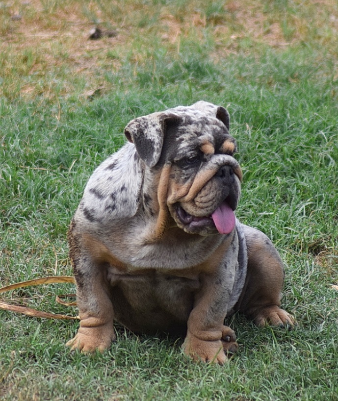 bulldog ingles exotico merle