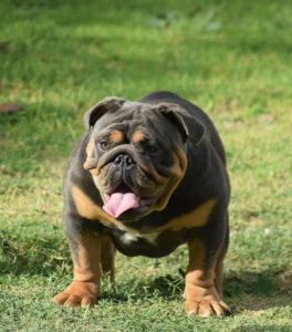 bulldog exotico blue