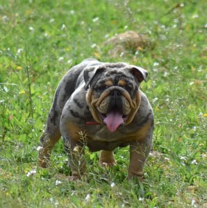 blue tan merle bulldog ingles exotico