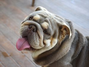 bulldog cara bonita