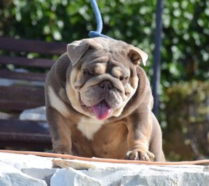exotic bulldog criador