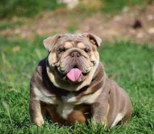 exotic bulldog lilac