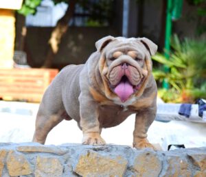 Bulldog ingles exotico lilac