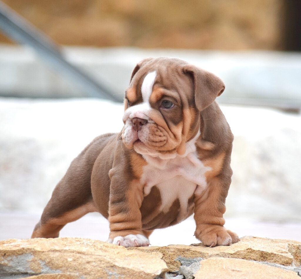 Bulldog Ingles Chocolate tricolor