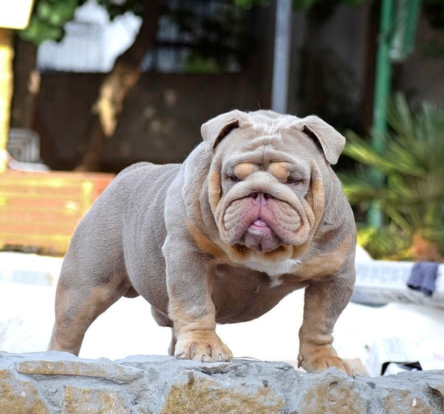 exotic bulldog lilac tan