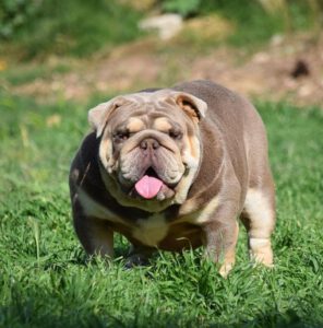 bulldog ingles exotico lilac tan
