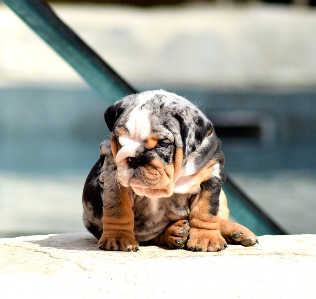 merle bulldog