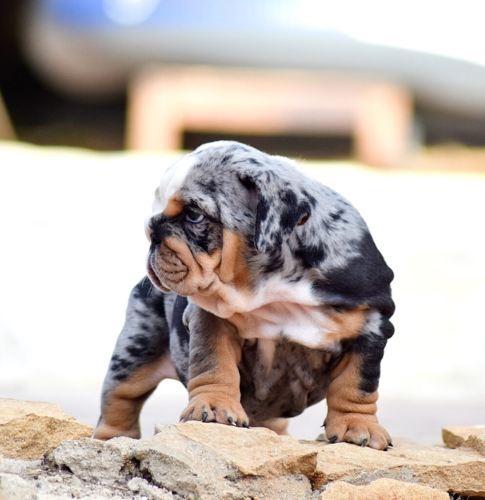 Exotic Bulldog, negro tricolor merle
