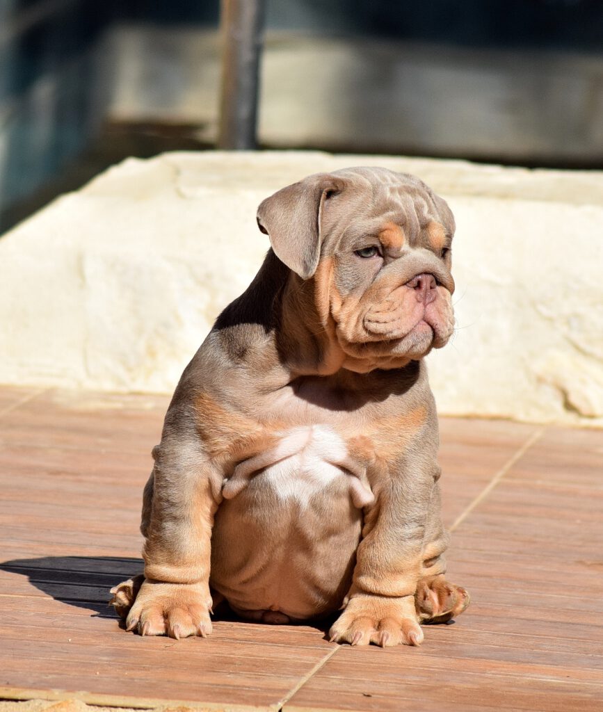 Exotic bulldog lilac tan