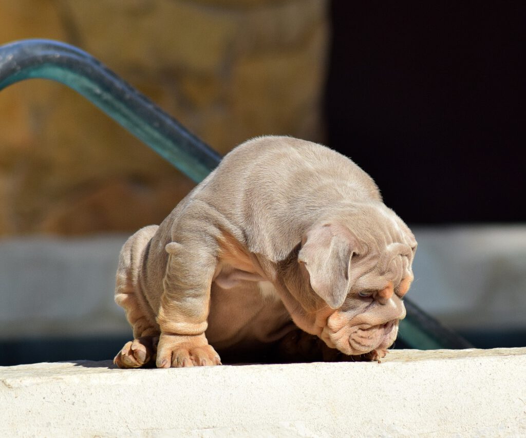 bulldog ticolor