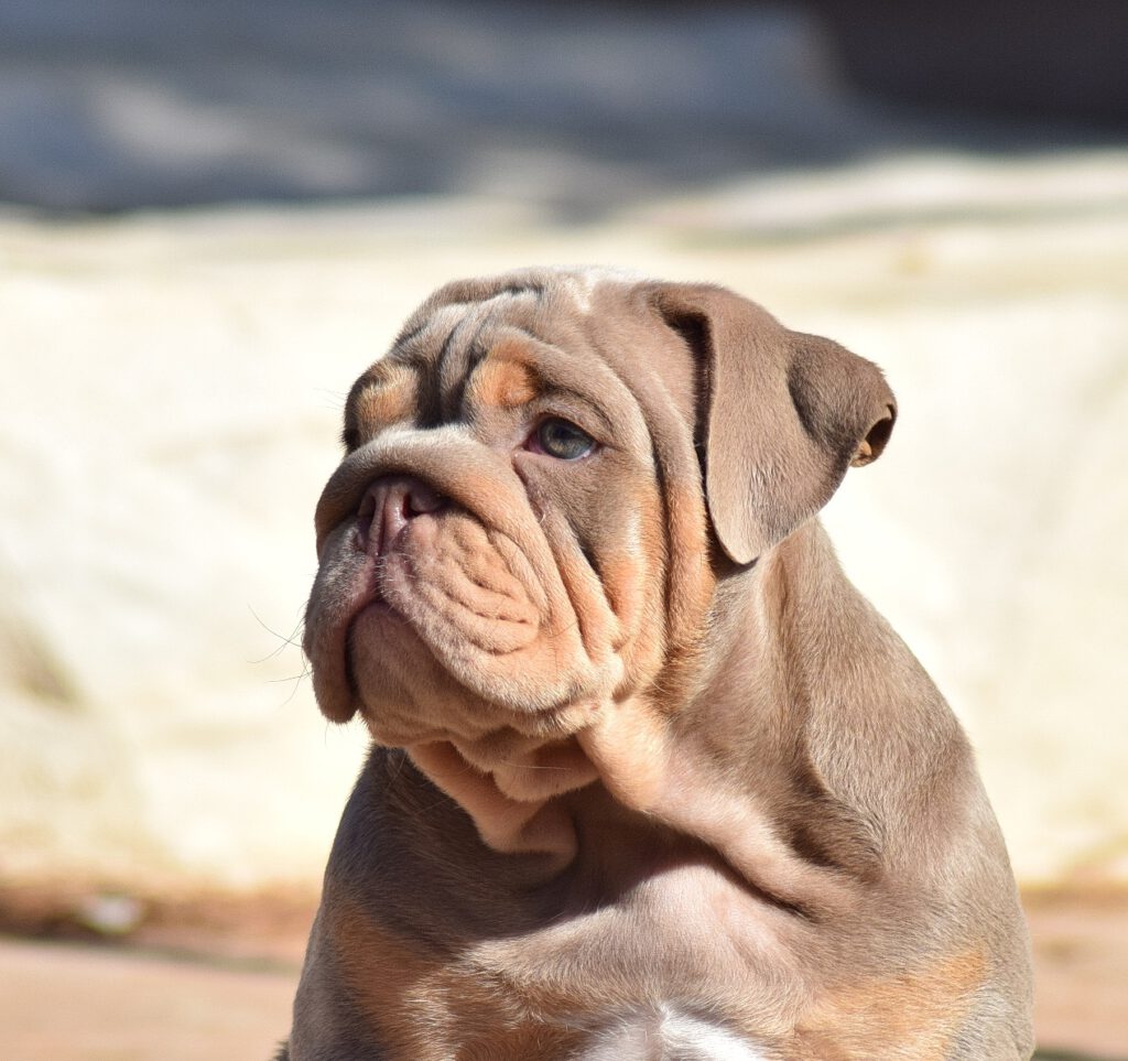 bulldog ingles exotico lilac tricolor