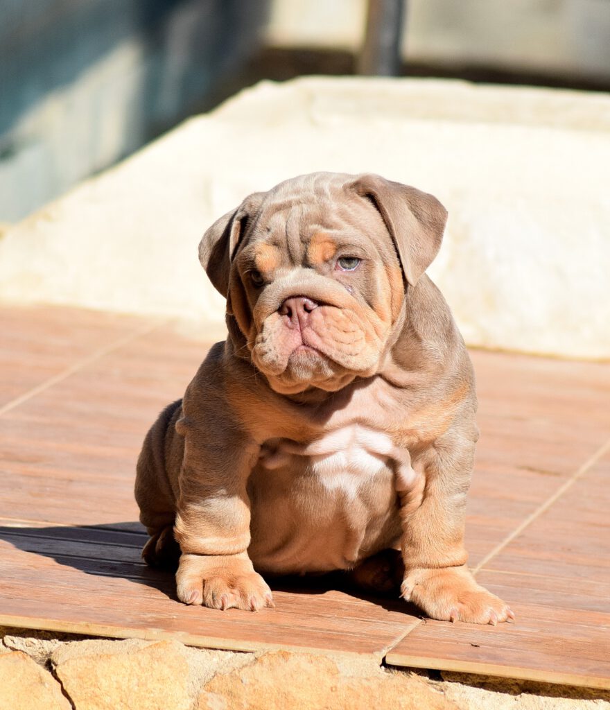 bulldog ingles lilac
