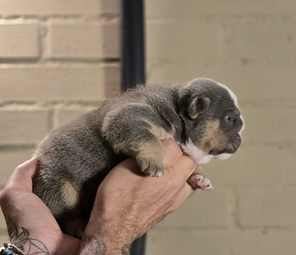 bulldog ingles blue tricolor