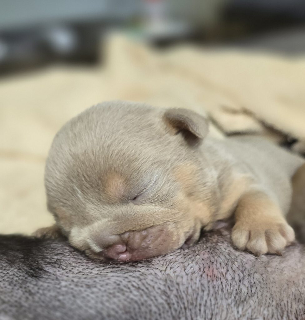 cachorro bulldog ingles exotico lilac tan