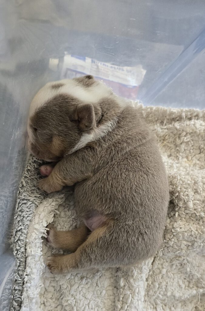 hembra lilac tricolor