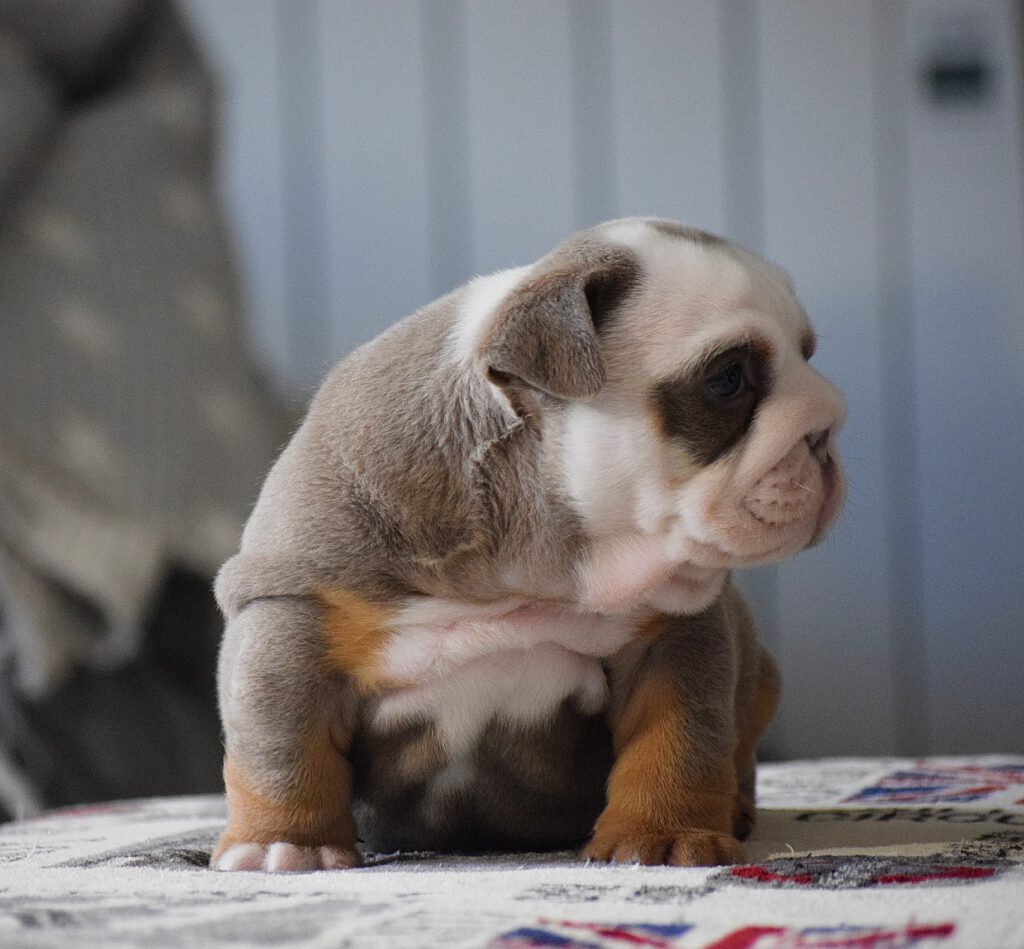 EXOTIC BULLDOG LILAC TRICOLOR