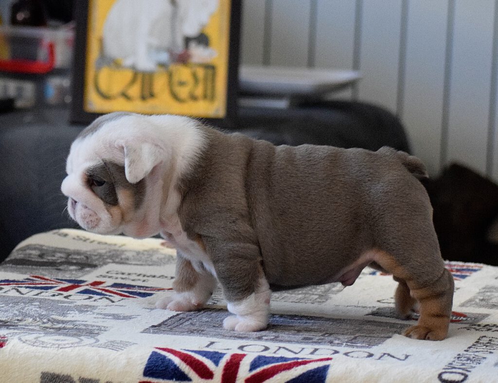 lilac tricolor perro