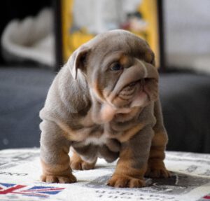 HEMBRA BULLDOG LILAC TAN