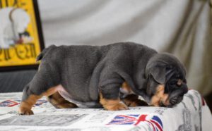 bulldog ingles blue tan