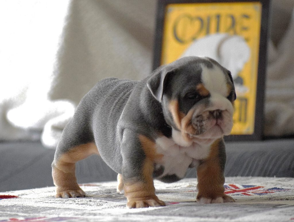 bulldog ingles blue