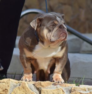 BULDOG EN ESPAÑA