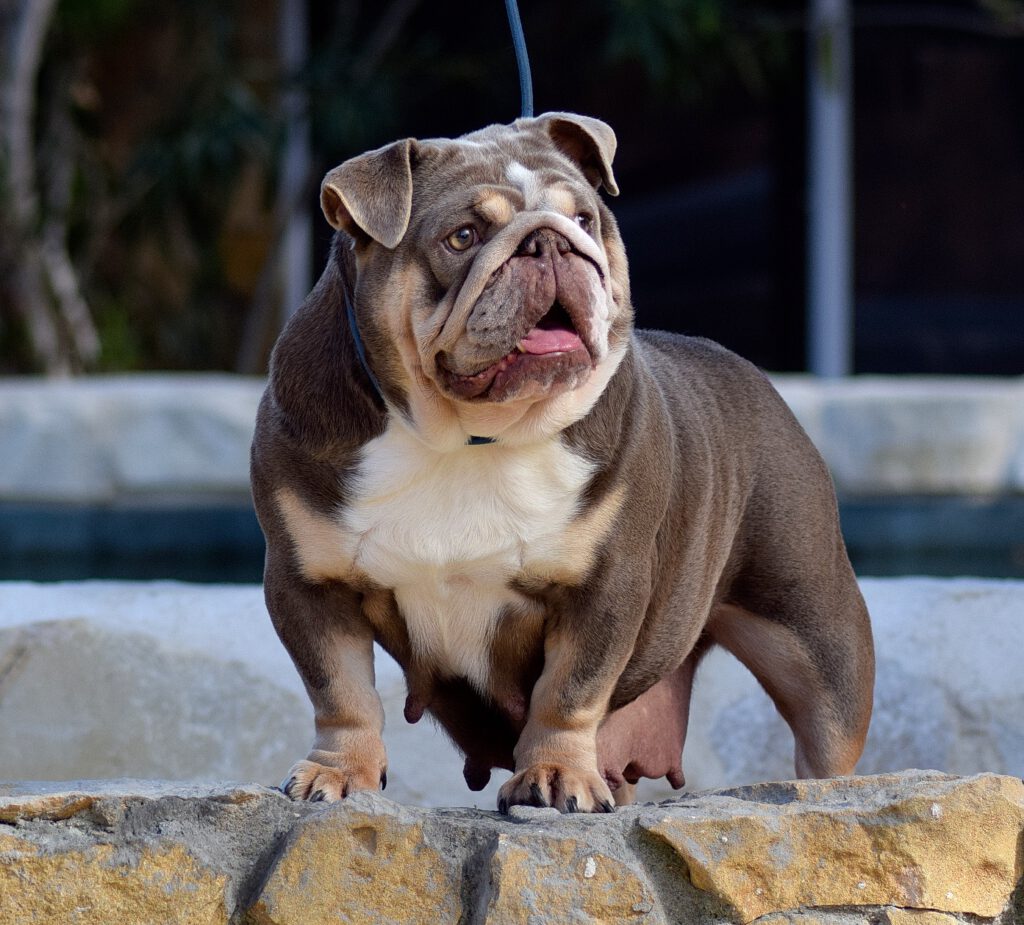 EXOTIC BULLDOG LILA