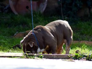 BULLDOG INGLES EXOTICO MADRID