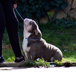 BULLDOG EXOTICO EN ESPAÑA