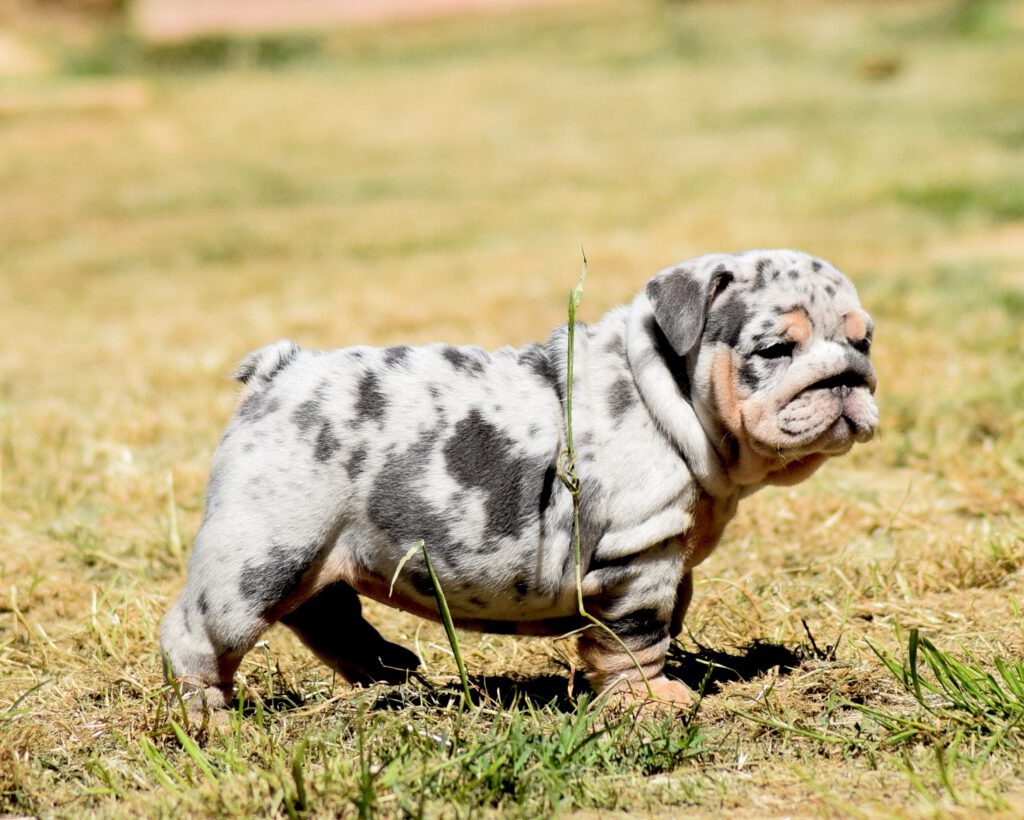 exotic bulldog blue tan merle