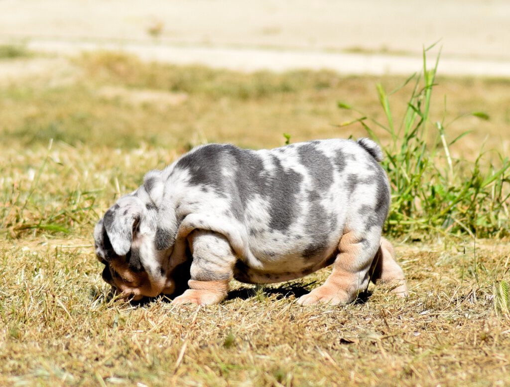 bulldog ingles exotico blue merle