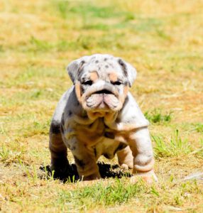 bulldog merle