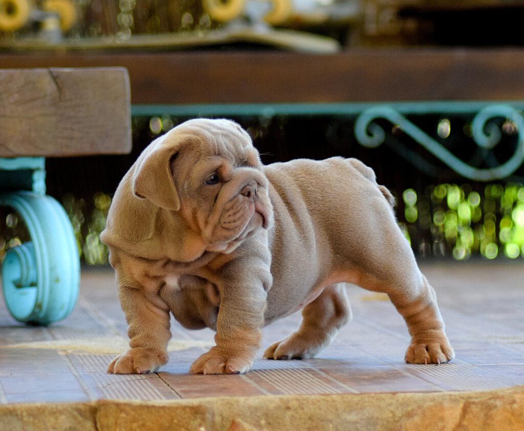 exotic bulldog lilac tan